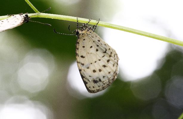 Teriomima subpunctata female UNS 